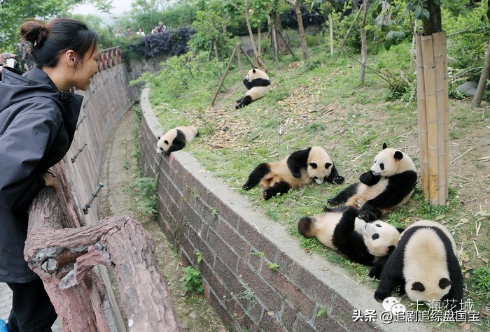 盘点2023年回归的大熊猫,国宝大熊猫资料整理全部