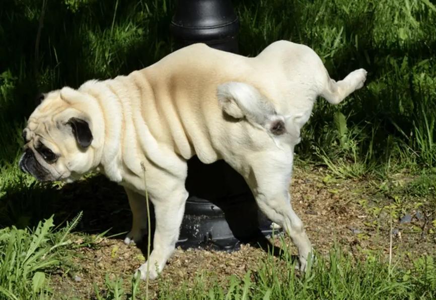 狗狗交配途中被打断，会带来什么影响？