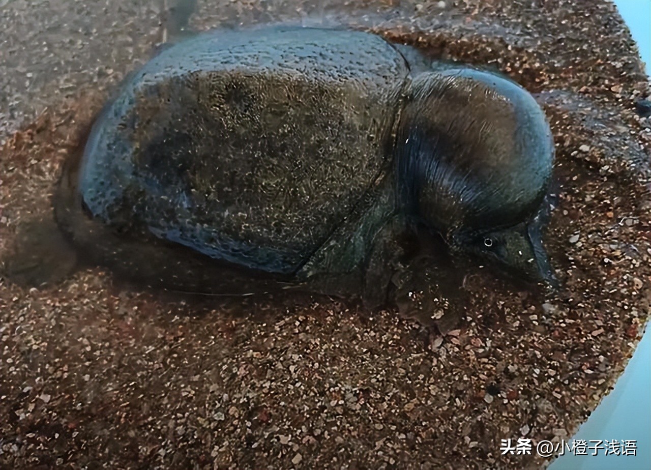 甲鱼被蚊子叮头肿成球作者,甲鱼被蚊子叮了还能吃吗