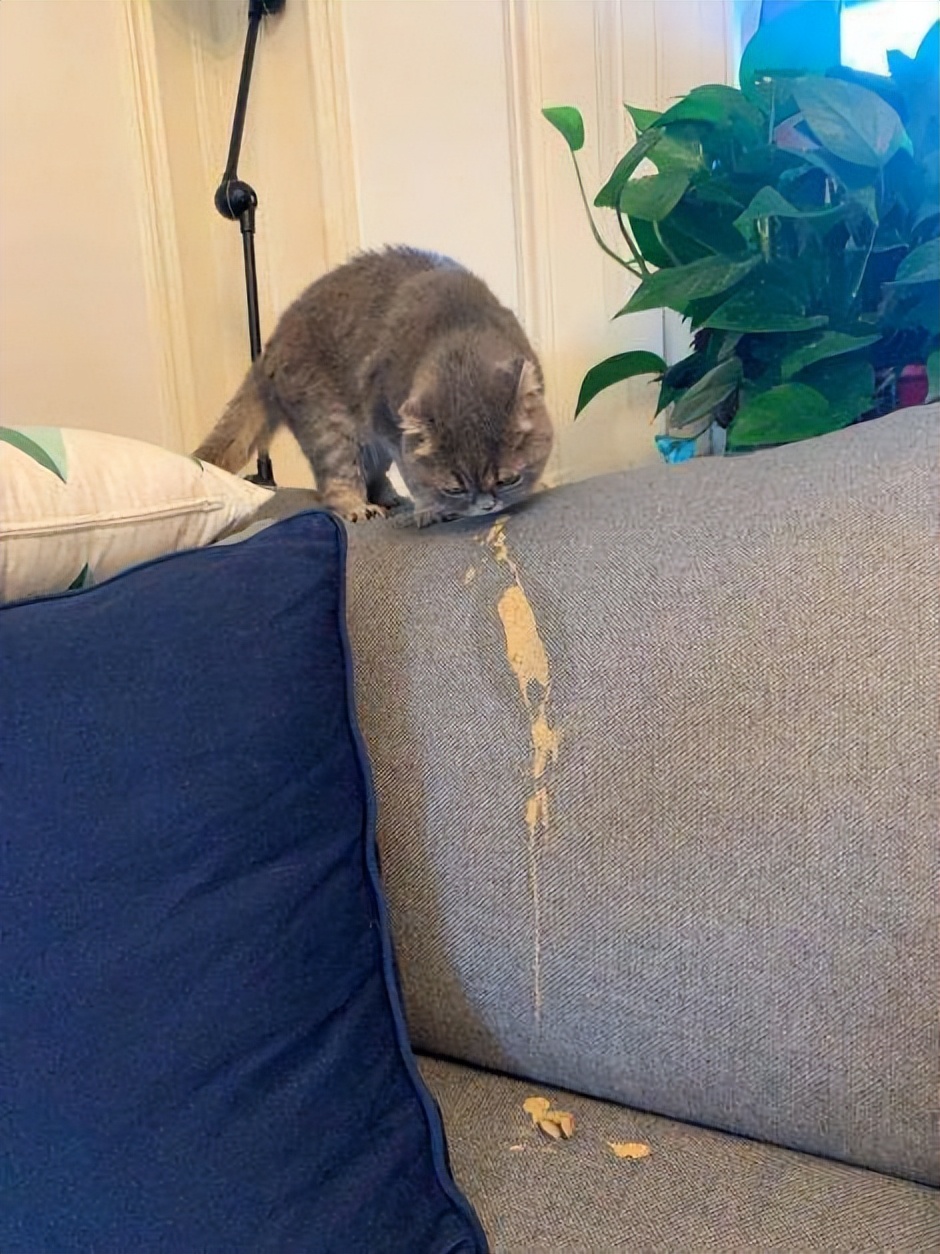 猫咪频繁呕吐的原因及解决方法,猫咪呕吐的几种原因及治疗方法