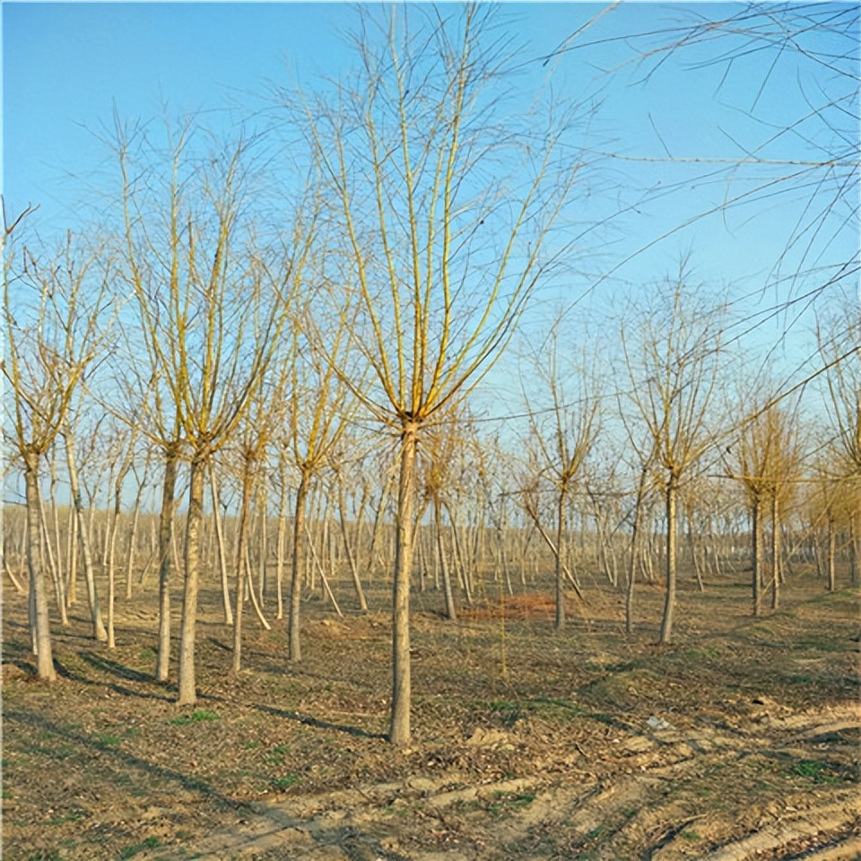 柳树七月份扦插育苗可以成活吗,柳树扦插育苗