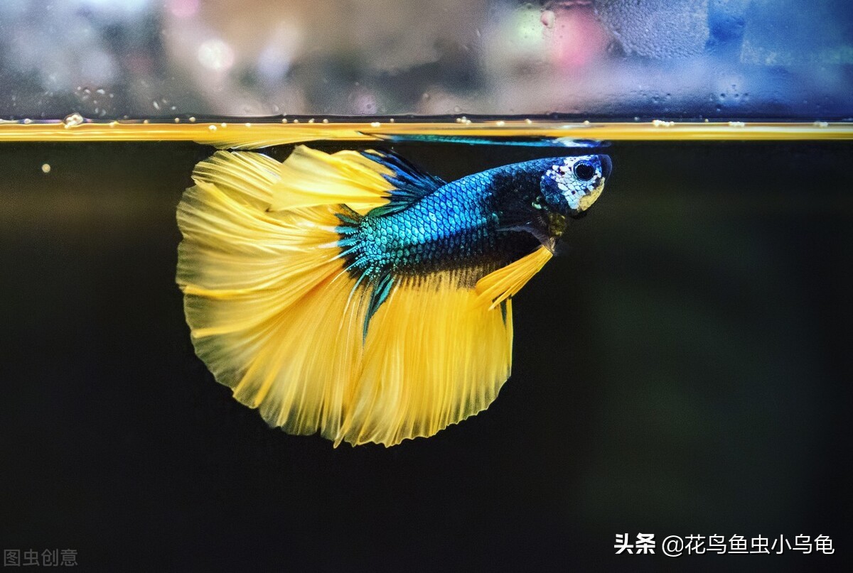 普叉斗鱼为什么喜欢跳缸,斗鱼跳缸能跳多高