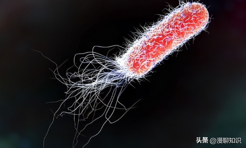 大肠杆菌的结构名称,大肠杆菌菌株基因型