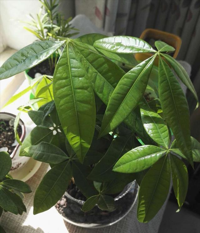 十二星座幸运花解读,十二星座幸运花双鱼座是紫罗兰