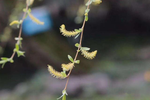无叶开花的植物有哪些,有花无叶的植物