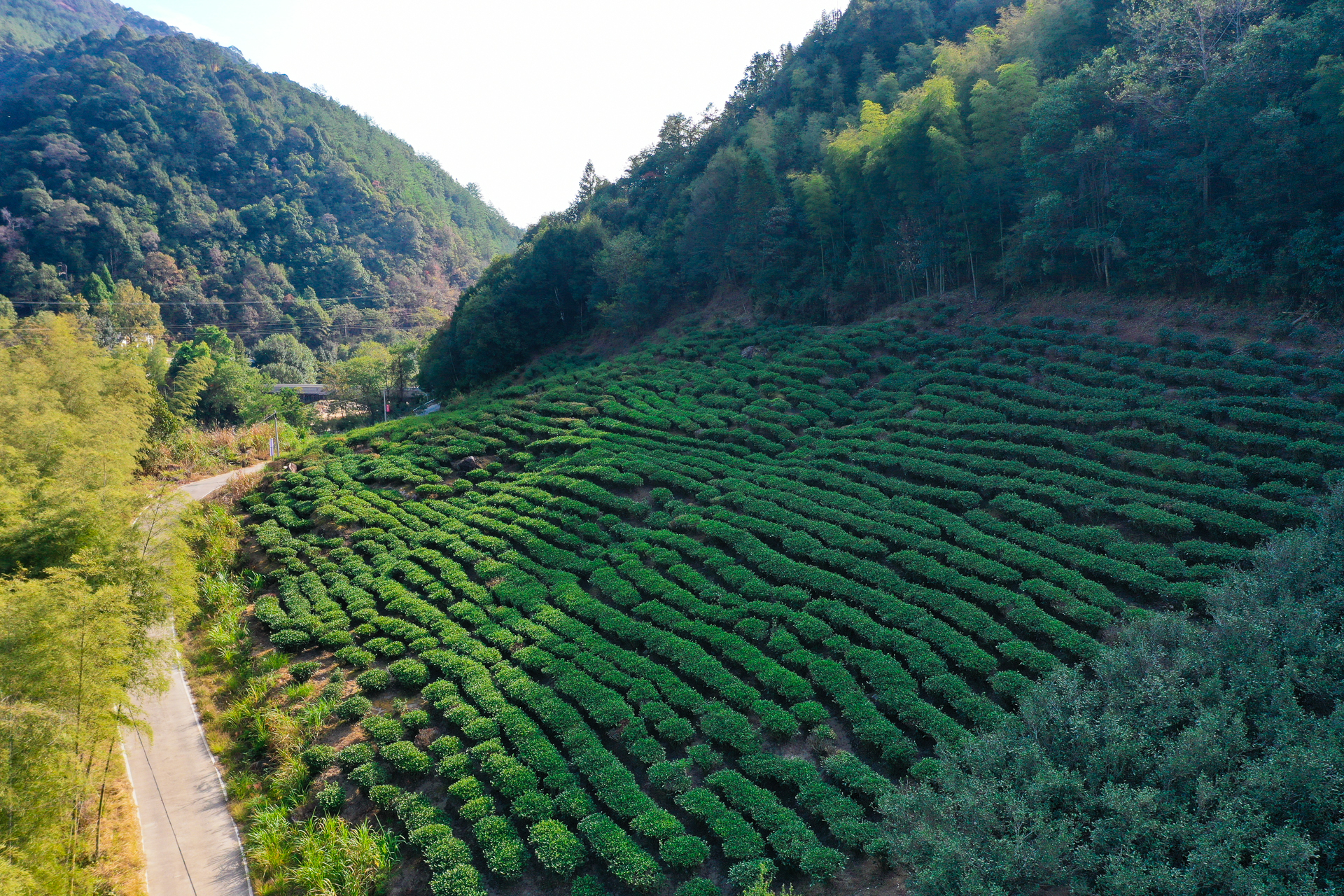 武夷山茶文化之旅,武夷山清香四溢茶
