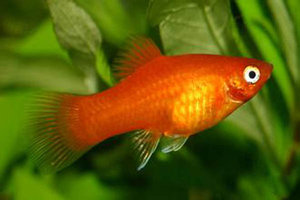 玛丽月光鱼怎么生崽,黑尾月光米奇鱼