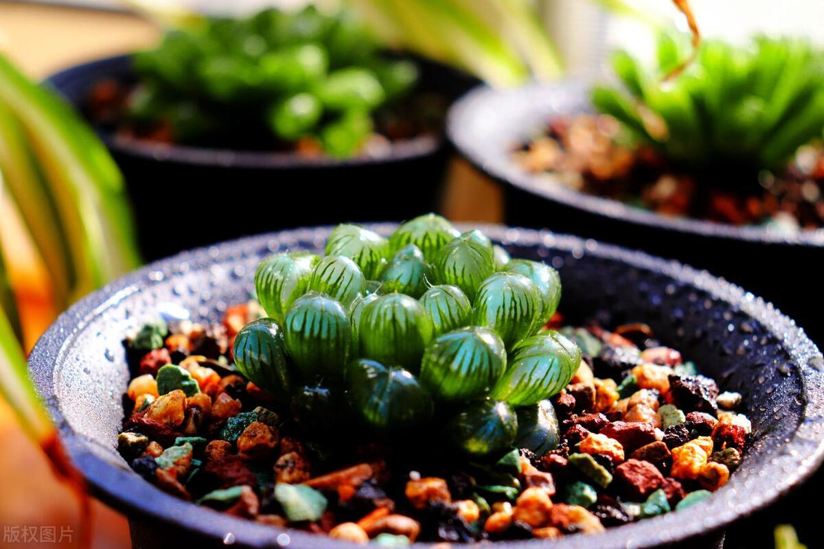 最好看的冰灯玉露品种,冰灯玉露怎么养才能饱满通透一点