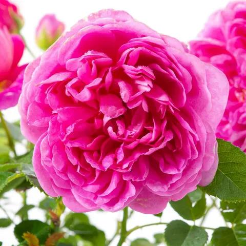 安妮公主月季优缺点,安妮公主月季耐热