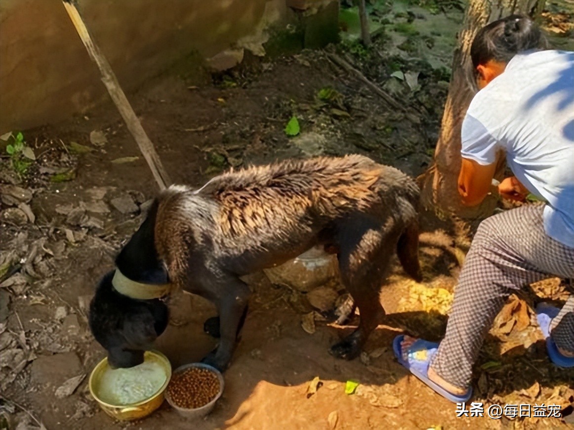 拉布拉多猪圈,拉布拉多有贵有便宜的狗一样吗