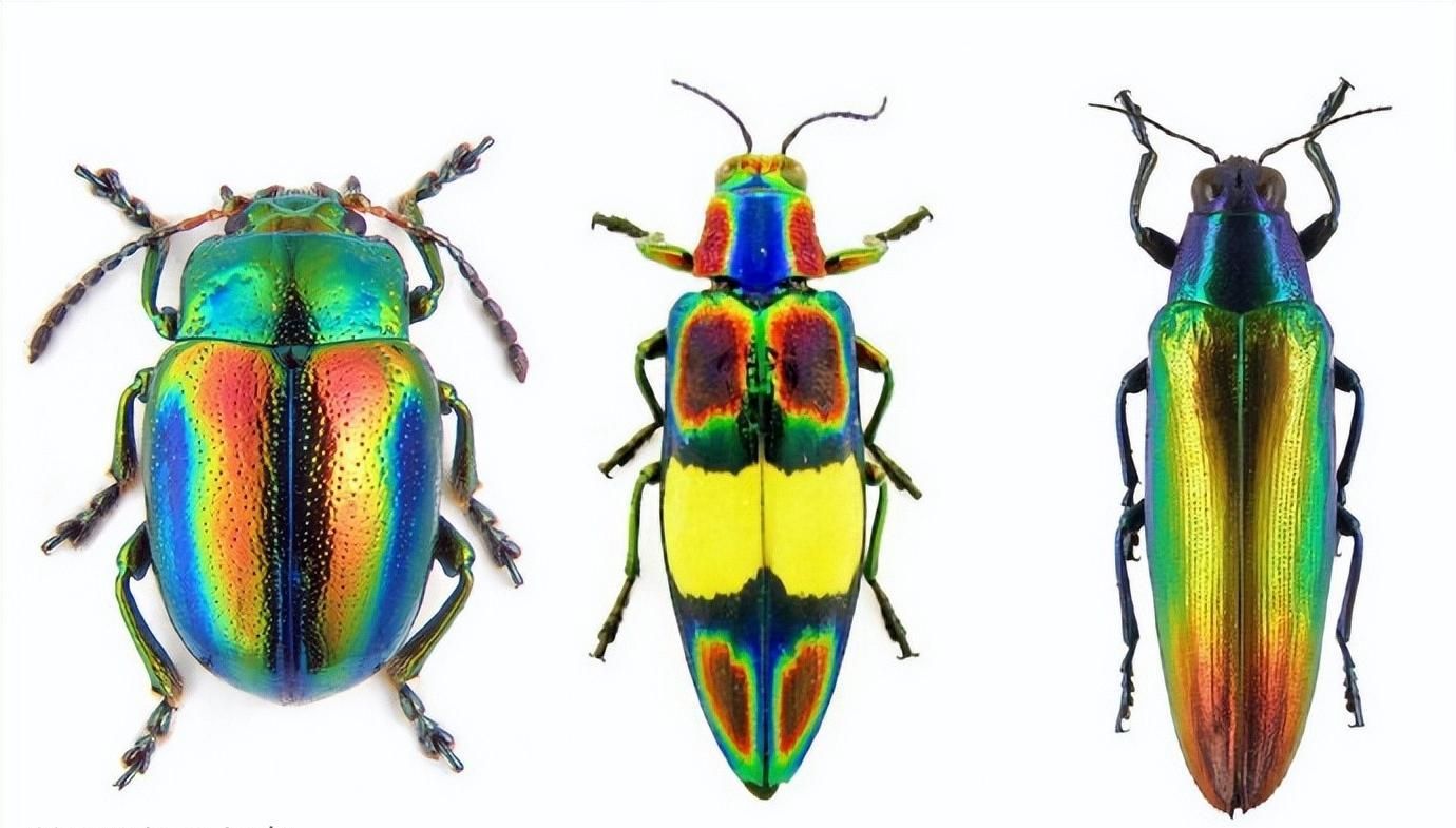 一张图看懂神奇动物,这些罕见的神奇动物到底有多可怕