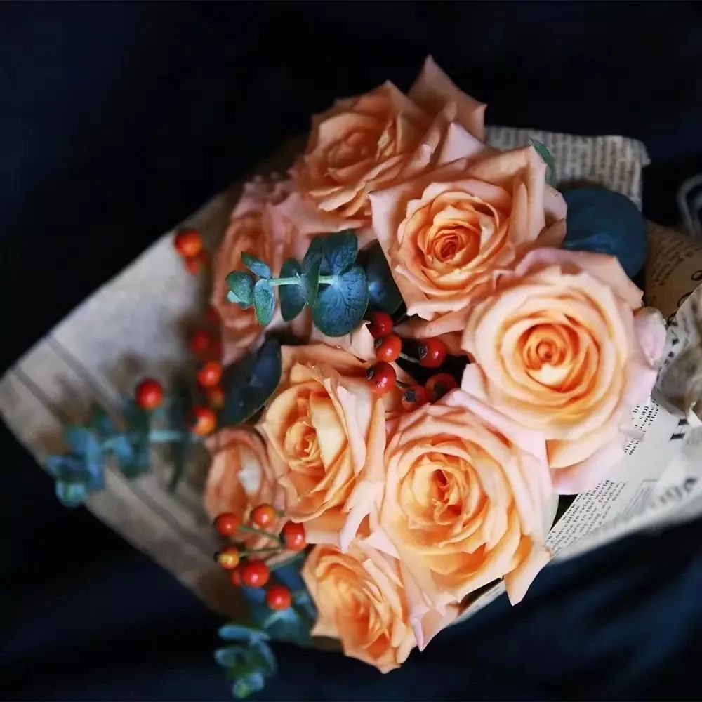 假日公主月季视频,假日公主月季好种吗