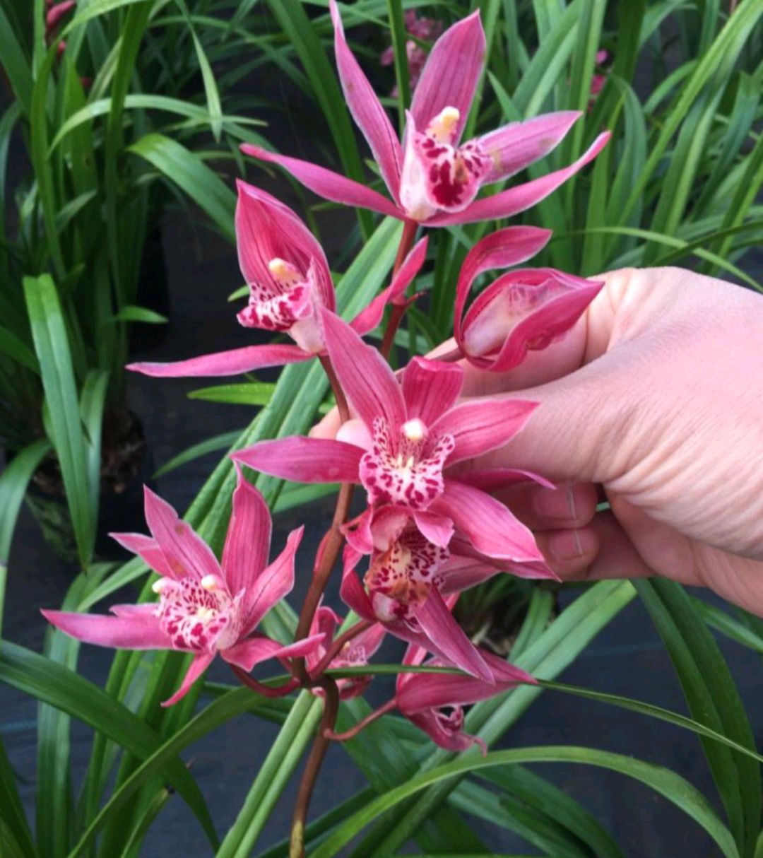 百花齐放春意浓群芳争艳,百花齐放喜迎新春