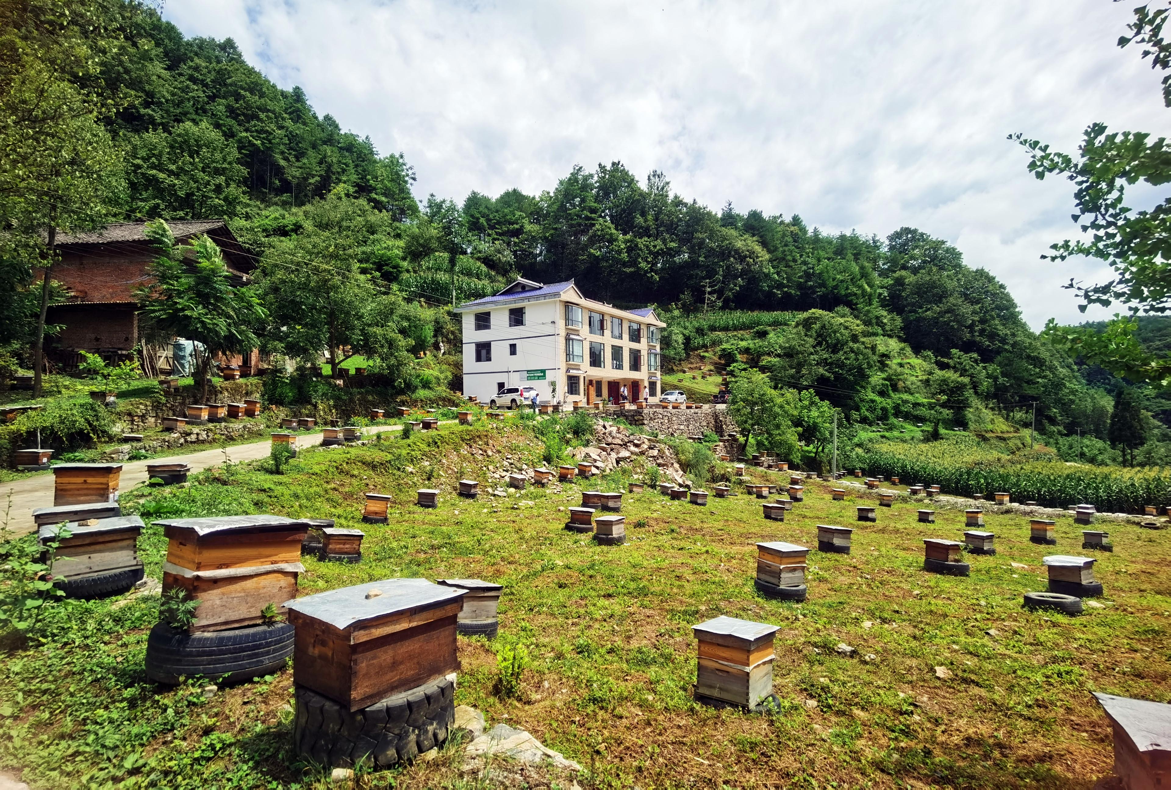 广元朝天区：一天采蜜1800斤深山酿就“甜蜜事业”
