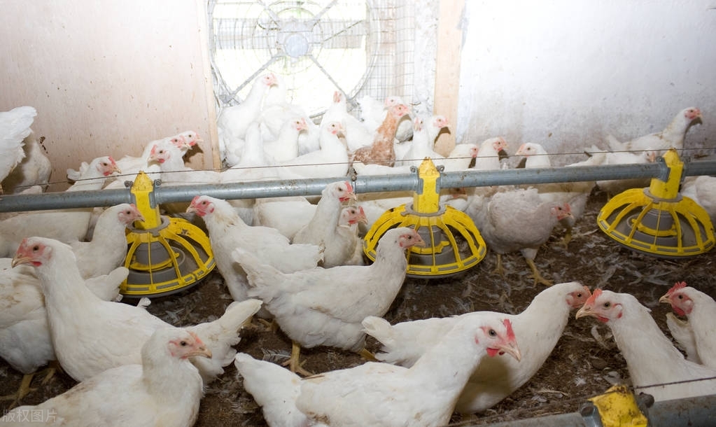 新时代致富攻略：创新好点子助力农民增收