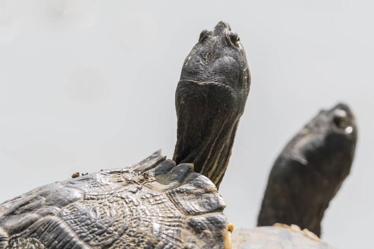 养乌龟新手入门养什么龟比较好,养乌龟多大的龟缸合适