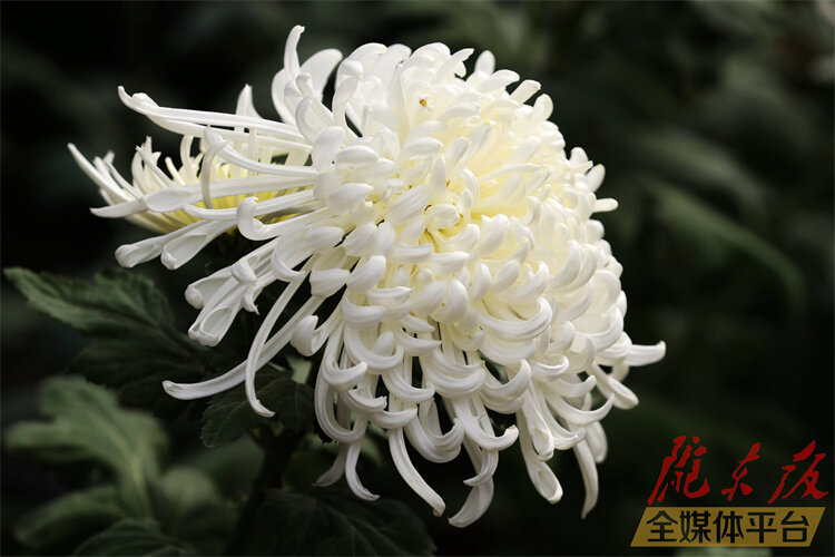 寒花已开尽菊蕊独盈枝的意思,寒花开已尽菊蕊独盈枝杜甫