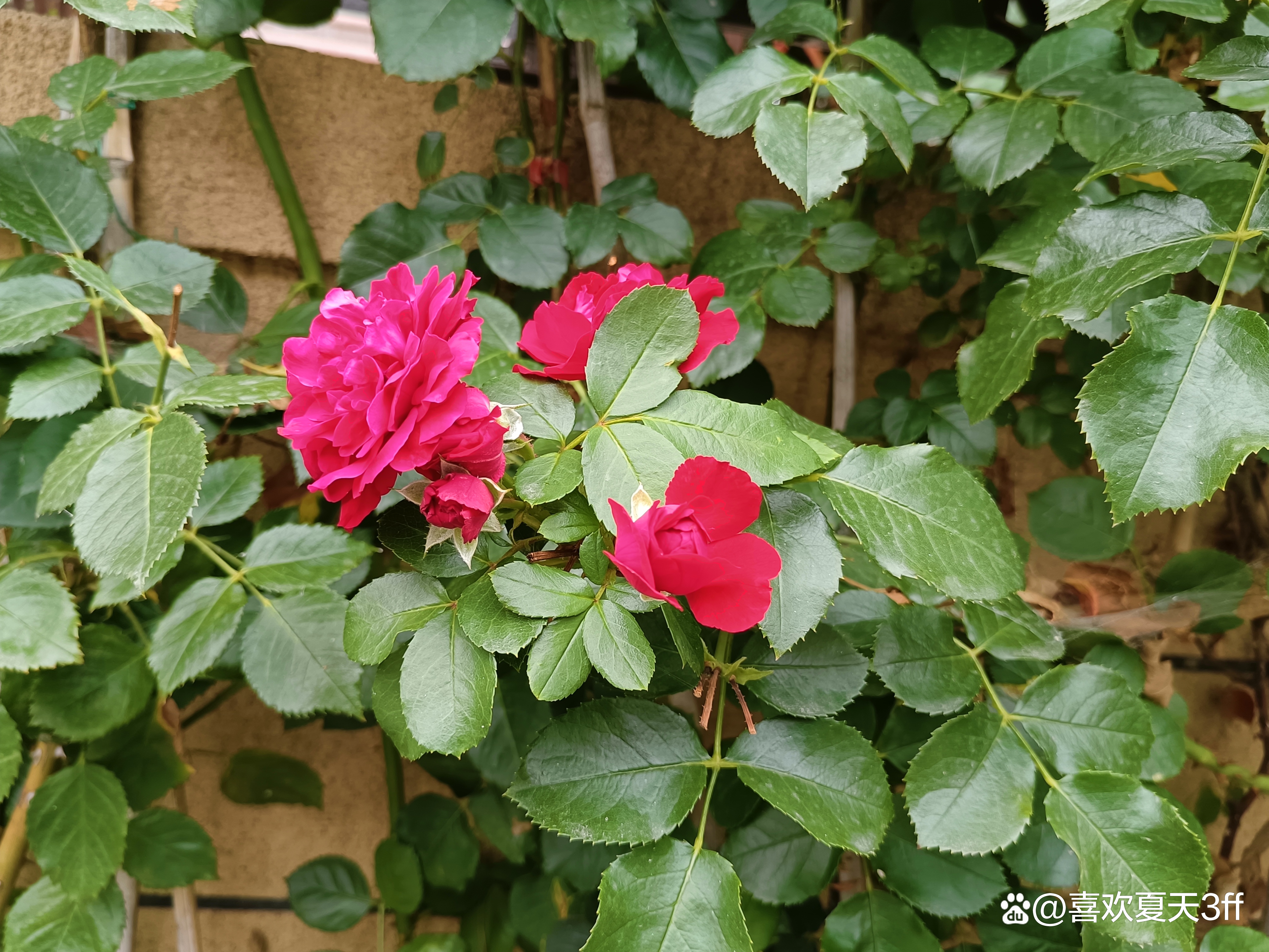 六月的鲜花绚丽多彩,七月的鲜花格外的娇艳