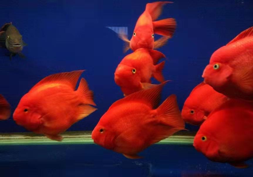 观赏鱼入缸腥味重怎么去除,观赏鱼害怕怎么处理