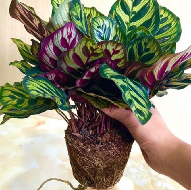 盆栽孔雀竹芋怎么养,孔雀竹芋盆栽怎么养