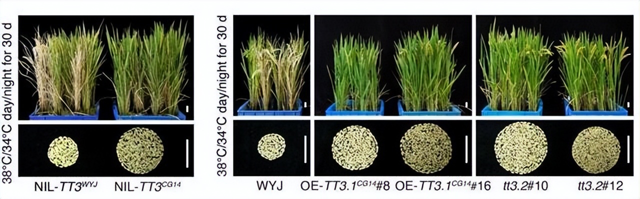 现代农业研究：水稻重金属P型ATP酶OsHMA6可能是铜外排蛋白