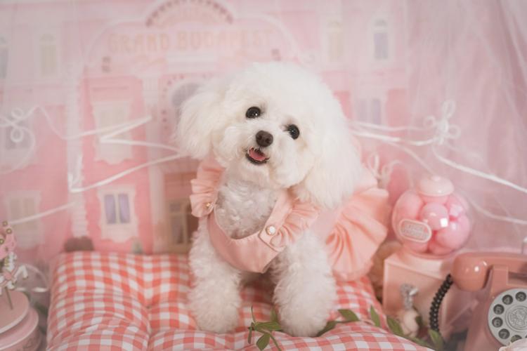 好养温顺的狗狗,哪种狗狗最温顺最聪明好养不掉毛