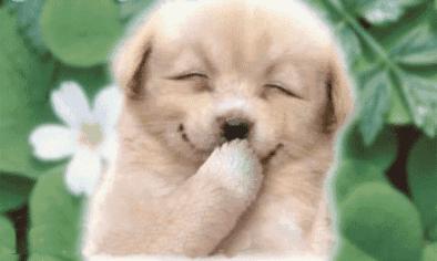 火爆外网的魔性“车座子狗”，究竟是什么梗？