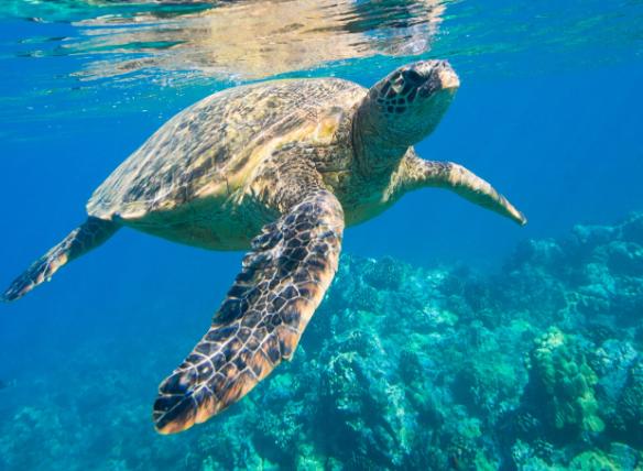 海龟适应陆地环境最根本的原因,海龟的颜色和生活习性还有天敌