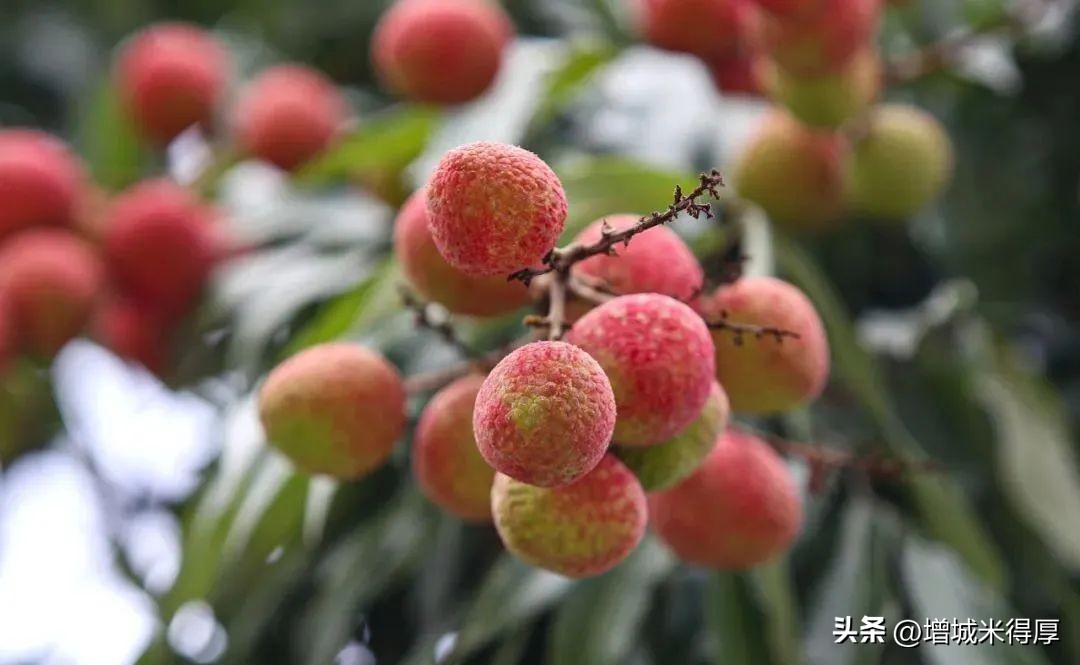 增城有什么自然风光和特产,增城著名的特色文化有哪些