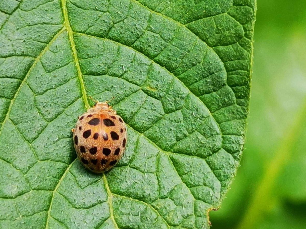 七星瓢虫是昆虫还是益虫图文并茂,为啥七星瓢虫是益虫其他星不是
