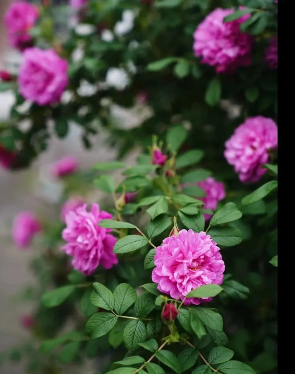 月季玫瑰蔷薇区别,蔷薇月季玫瑰之间的区别