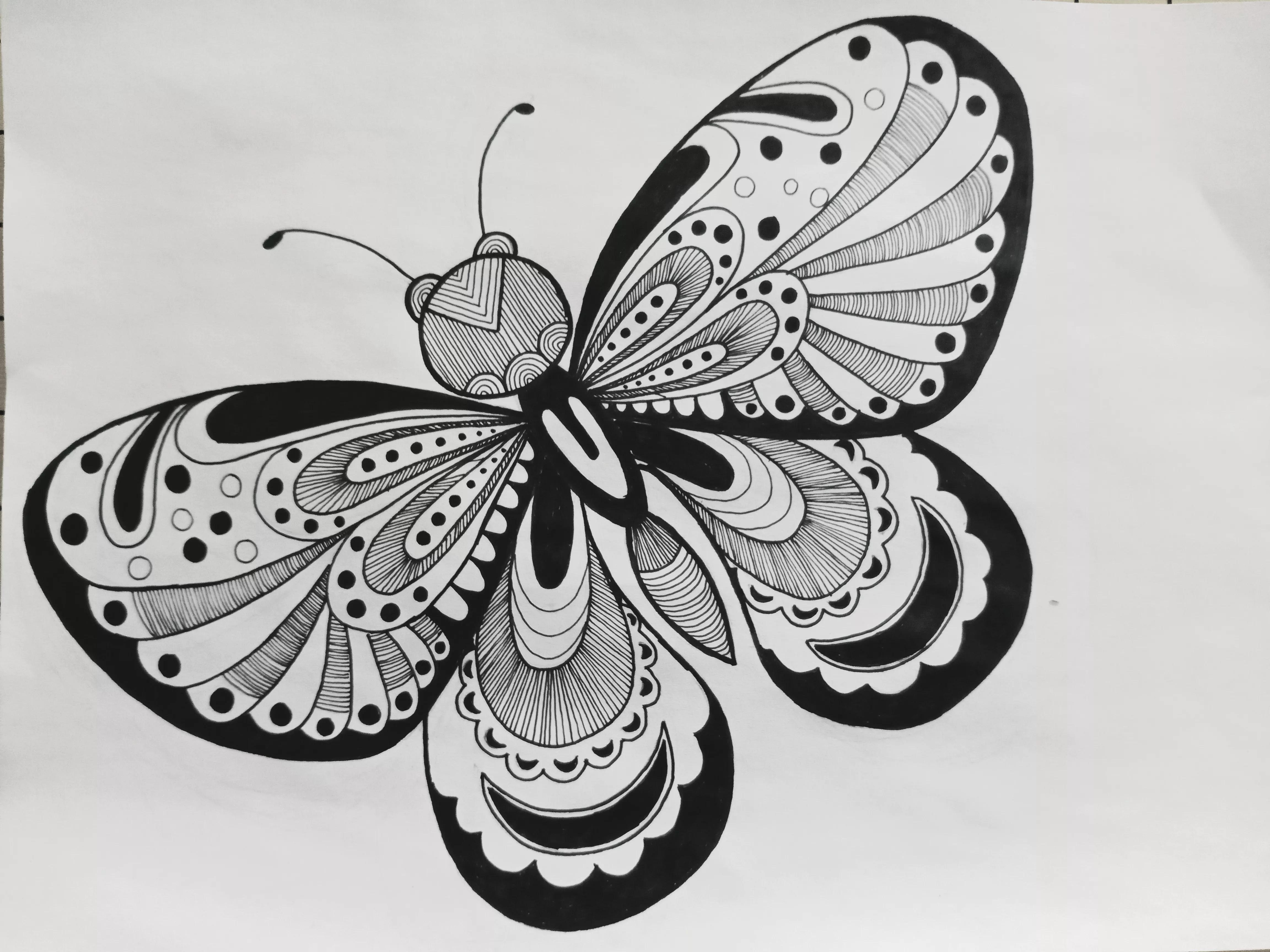 蝴蝶线描画绘画过程,绘画蝴蝶教程线描画