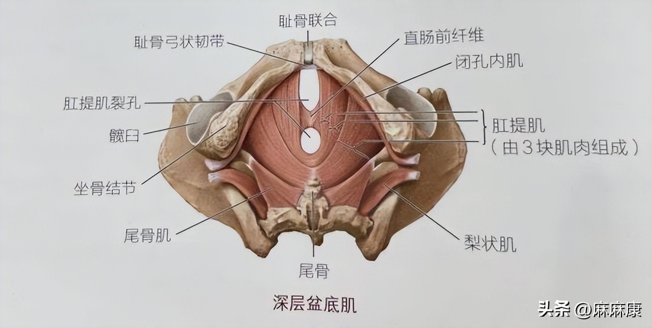 盆腔脏器脱垂的治疗方法有哪几种,子宫切除后如何预防盆腔脏器脱垂