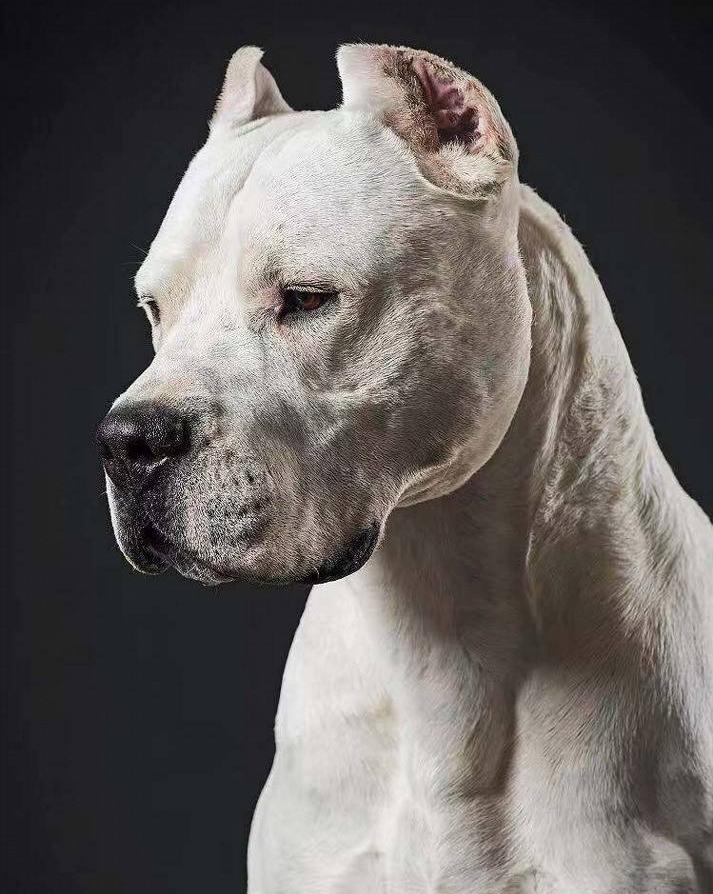 杜高撕咬泰迪,养狗不要给别人造成伤害