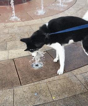 女婿和丈母娘搞笑对决,丈母娘对女婿发火搞笑视频