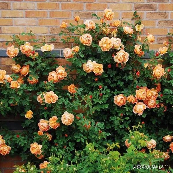 藤本月季品种列表,大红色藤本月季哪个品种好