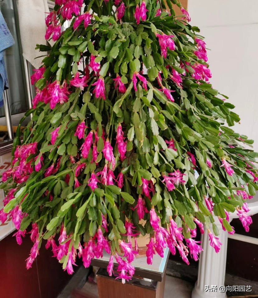 嫁接蟹爪兰的砧木叶仙哪里有卖的,叶仙做蟹爪兰砧木一盆几棵好