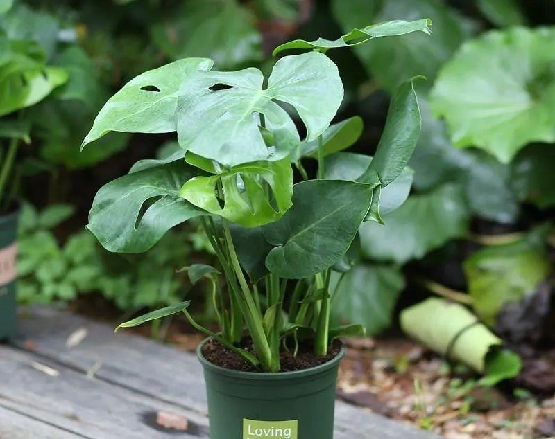 家里养什么花净化空气除甲醛,室内养哪些花吸甲醛效果好