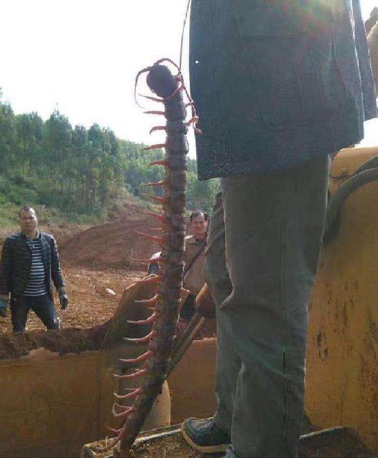 蜈蚣为什么是特别毒的虫,一般蜈蚣的毒性有多强