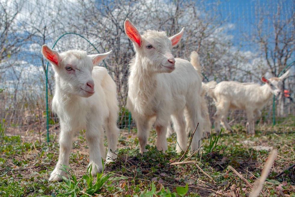小羊佝偻病,羊得了佝偻病该如何治疗