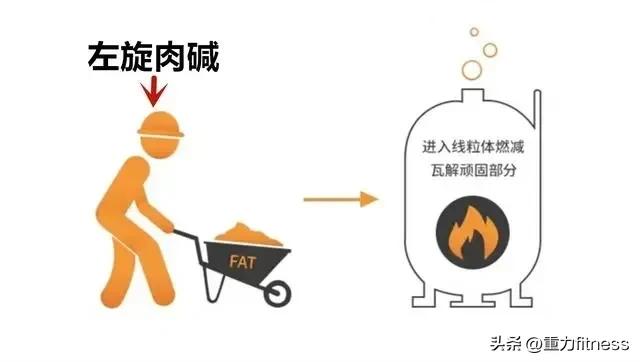 左旋肉碱配合健身多久可以有肌肉,喝左旋肉碱健身会掉肌肉吗