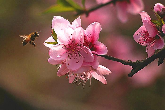每个月农历十二月的花语,一月的花语