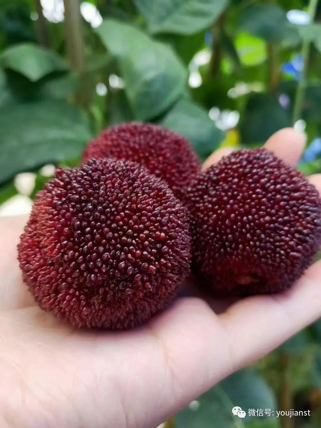 如何泡杨梅酒正确做法视频,泡杨梅酒的正确方法视频