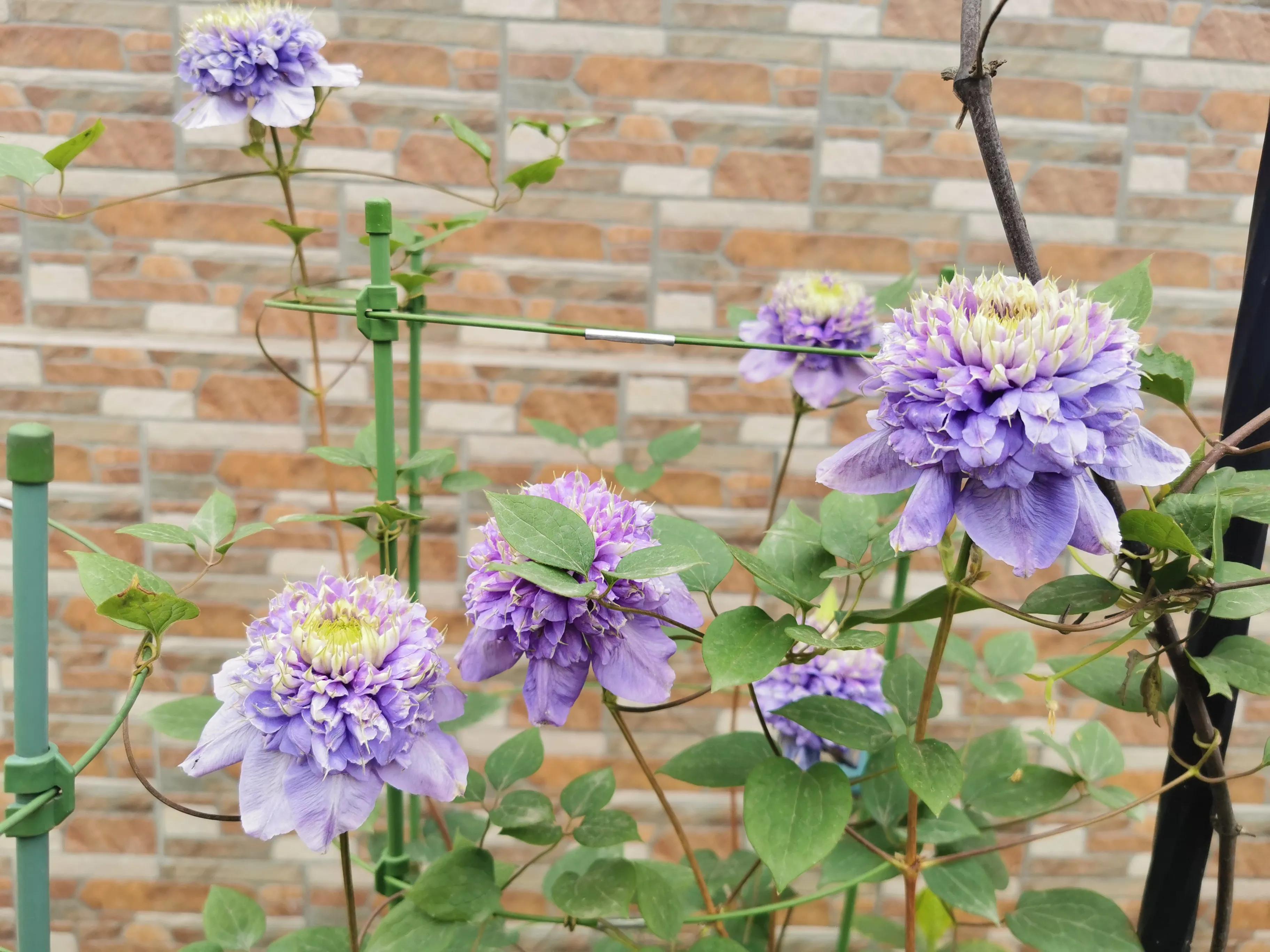 因为这种花,我掉进了花坑