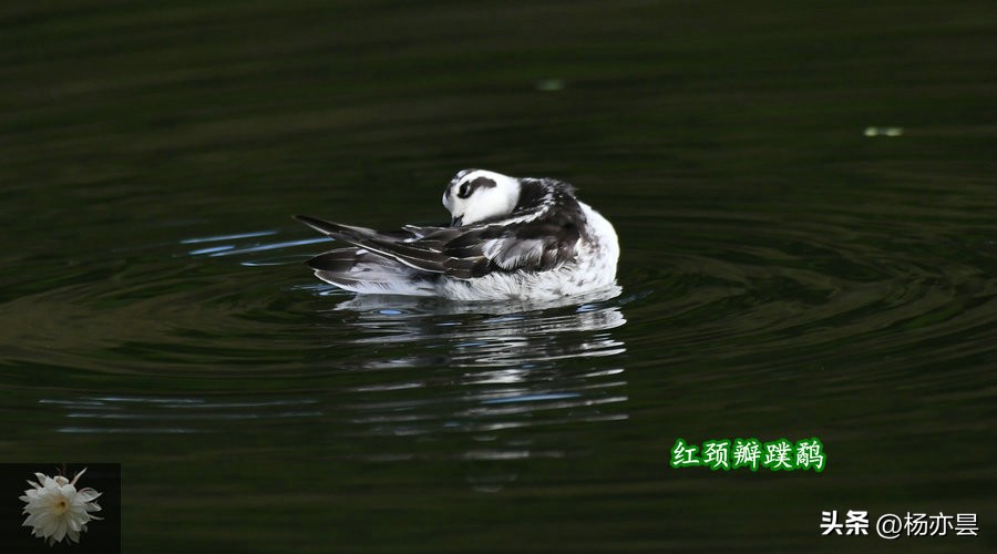 红瓣蹼鹬,红颈瓣蹼鹬声音