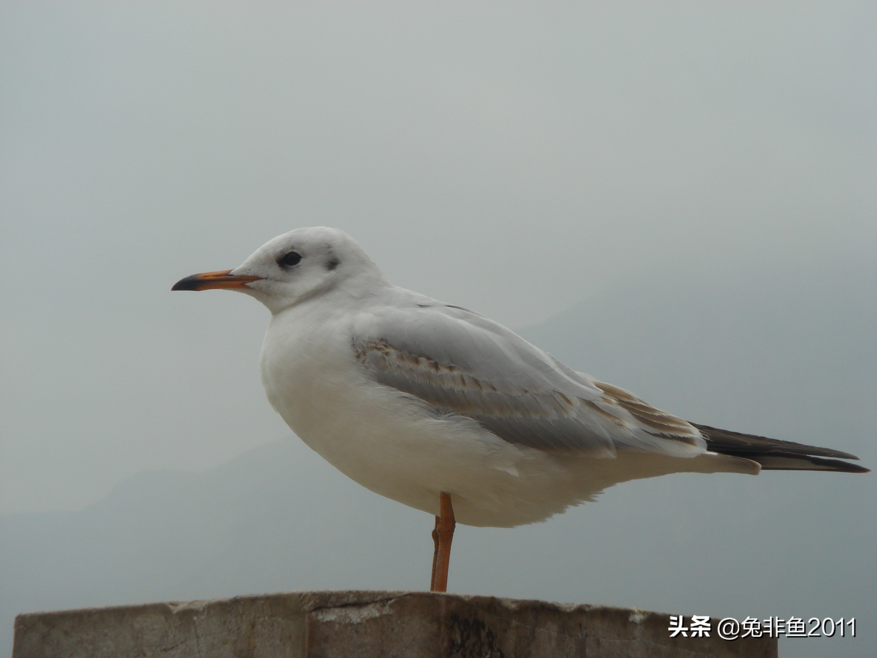 云南腾冲滇峰之旅,云南瑞丽中缅边境一日游