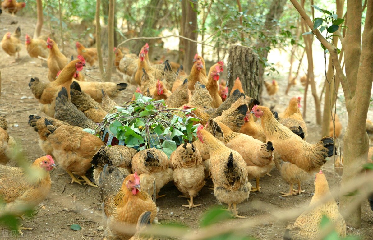 家禽疾病,禽李氏杆菌病