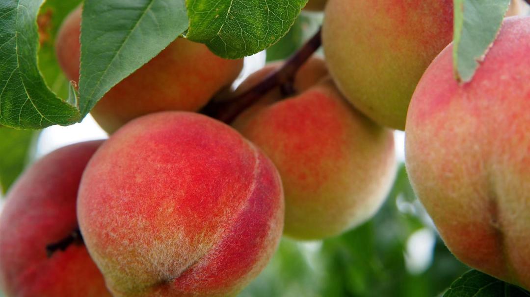 眉山采摘园推荐,眉山天府新区采摘园