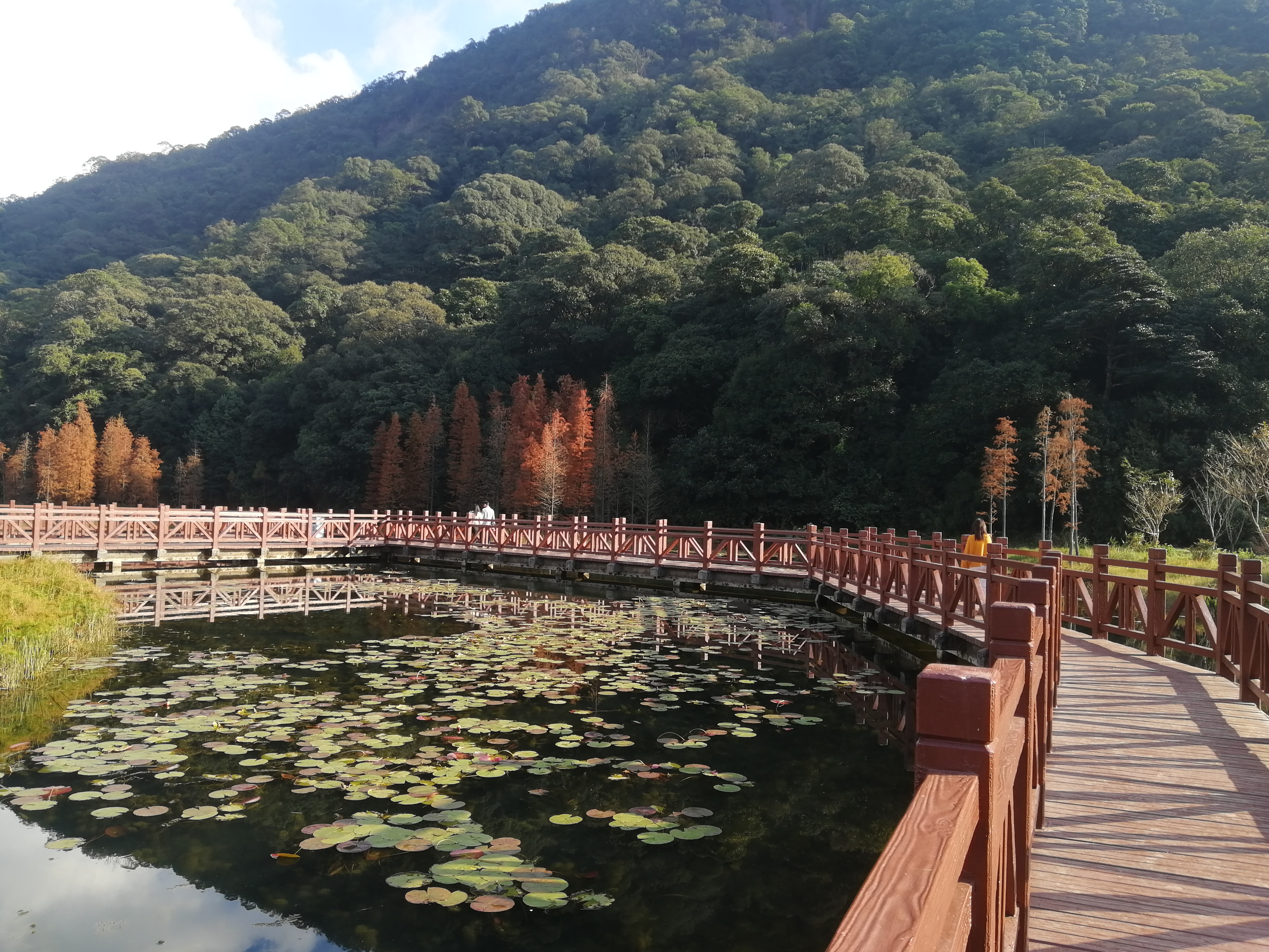 石门森林公园樱花谷交通线路,从化石门公园枫叶