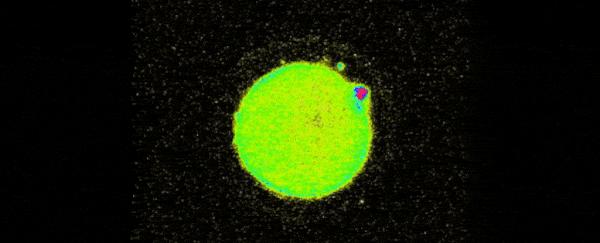 只有一个精子怎么会有双胞胎,只有一个精子正常能受孕吗